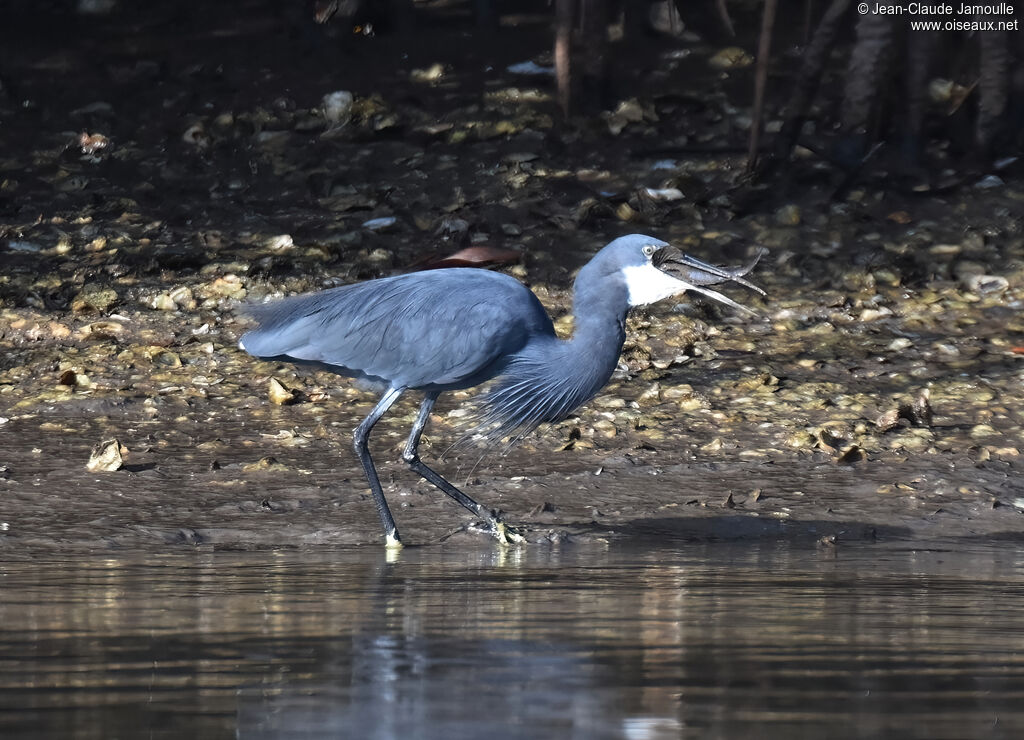 Western Reef Heronadult, walking, eats