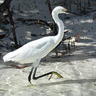 Aigrette dimorphe
