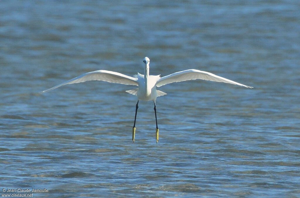 Little Egret