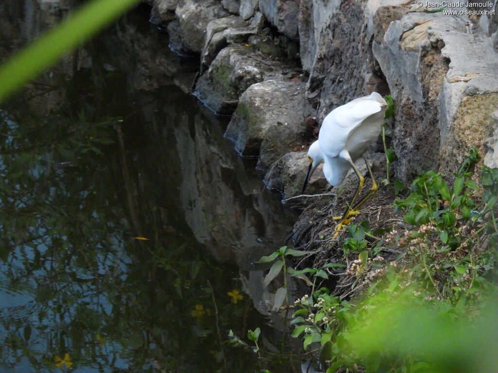 Aigrette neigeuse