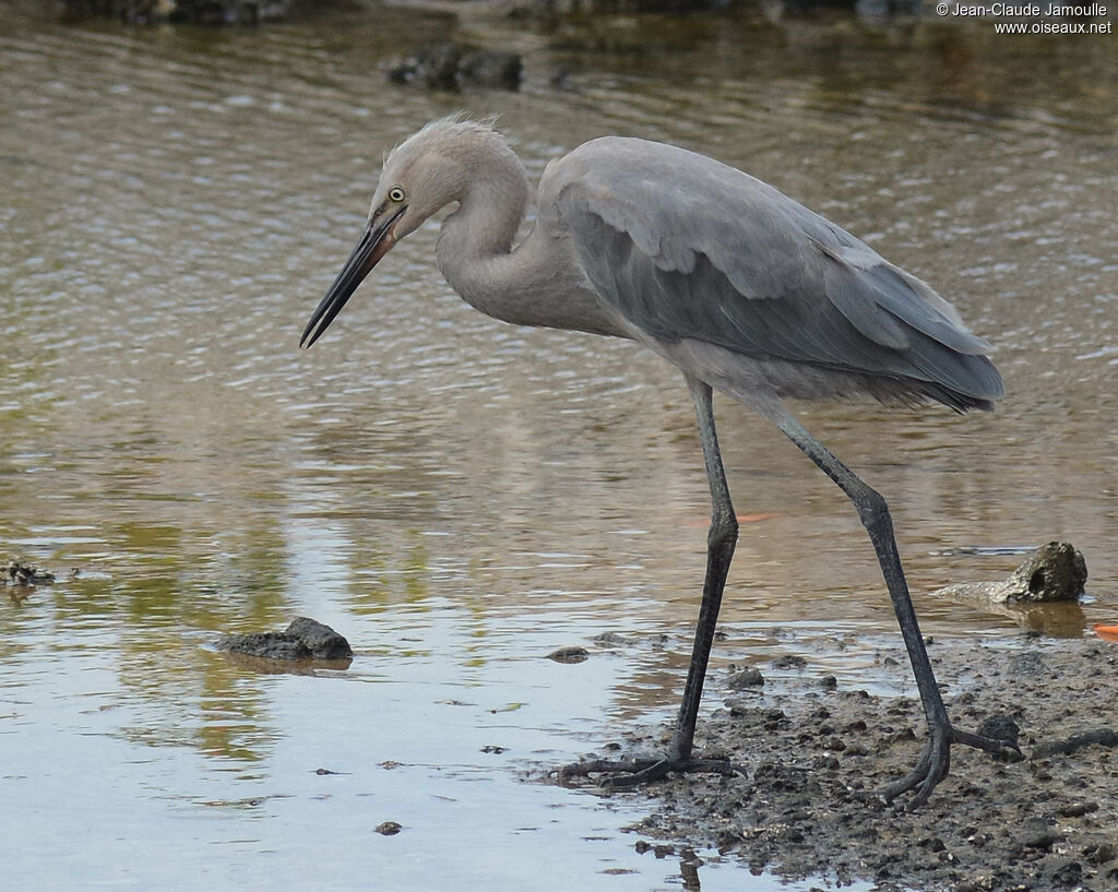 Reddish Egretimmature, identification, aspect, walking, eats