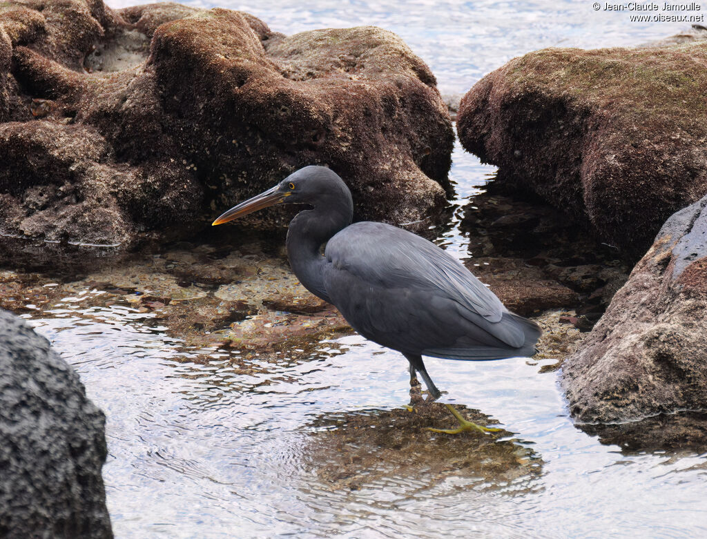 Aigrette sacréeadulte, pêche/chasse
