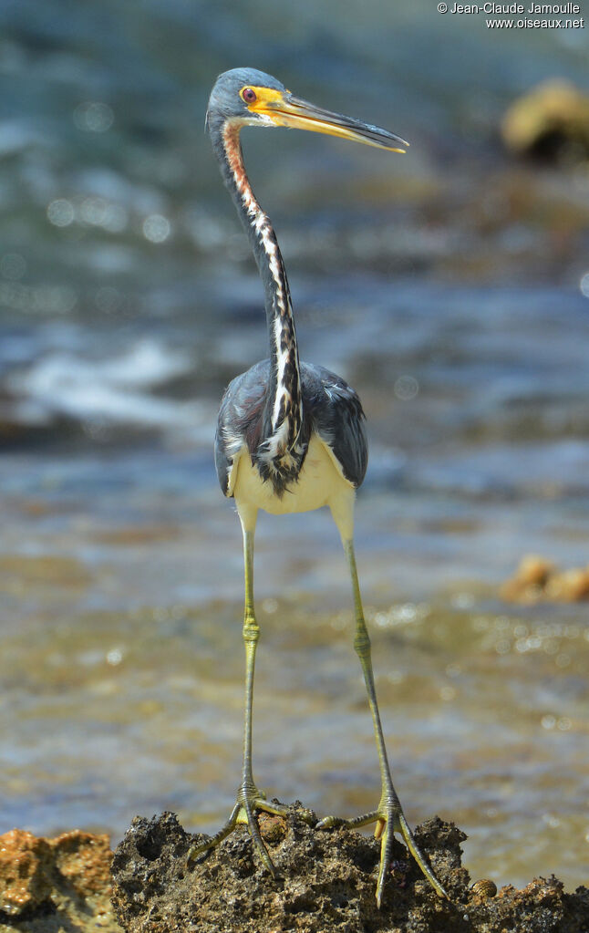 Tricolored Heron