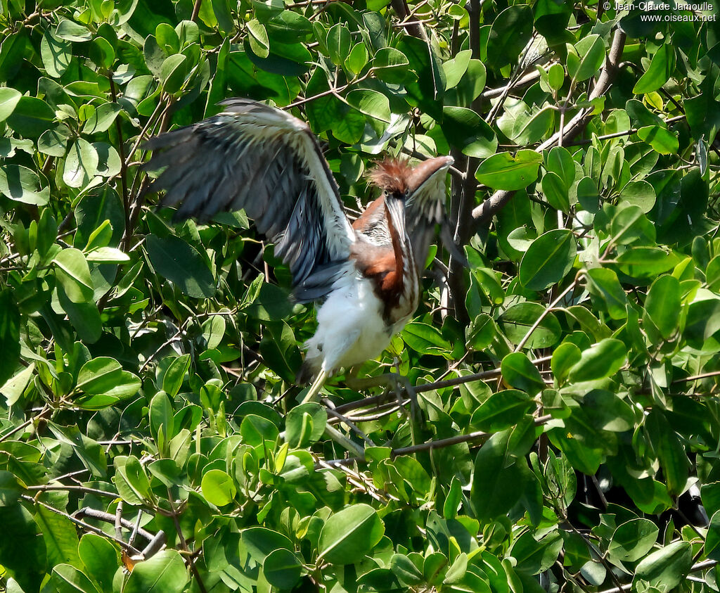 Aigrette tricolorejuvénile