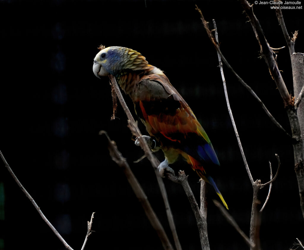 Amazone de Saint-Vincentadulte