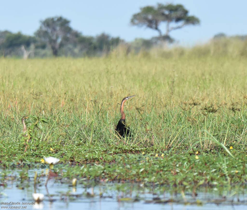 African Darteradult, habitat