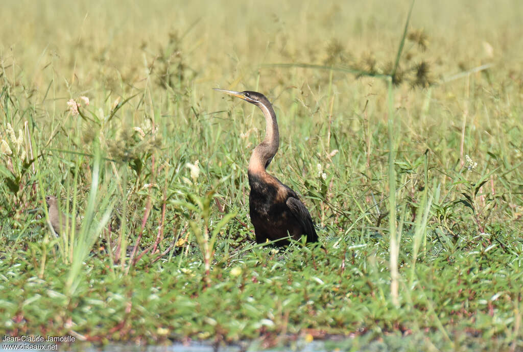African Darter female adult, habitat