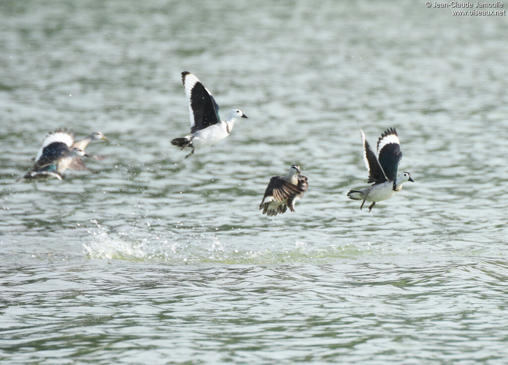 Cotton Pygmy Goose