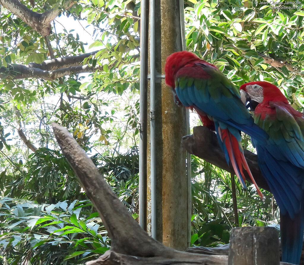 Red-and-green Macaw