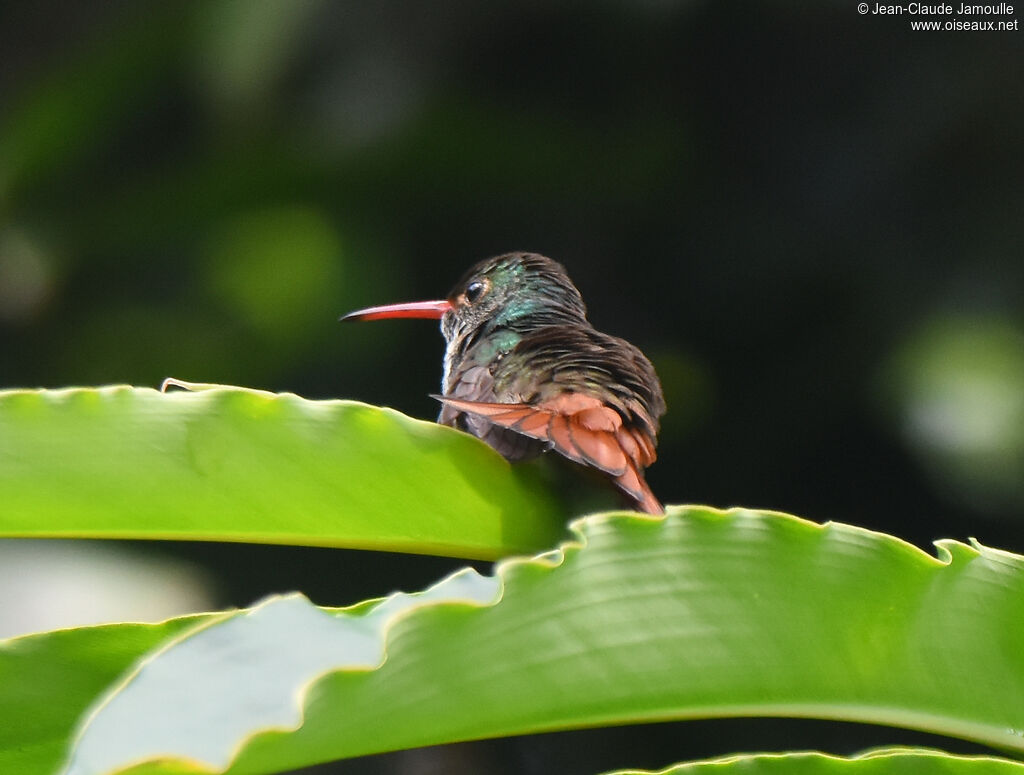 Rufous-tailed Hummingbird
