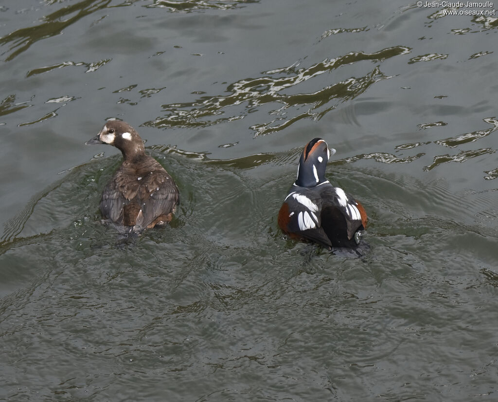 Harlequin Duckadult breeding