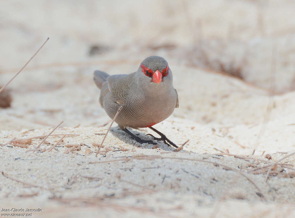 Common Waxbill, habitat