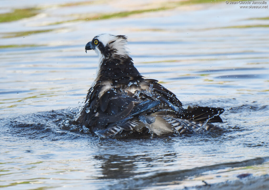 Balbuzard pêcheur