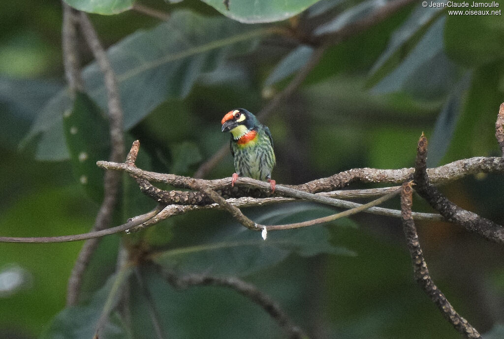 Barbu à plastron rouge