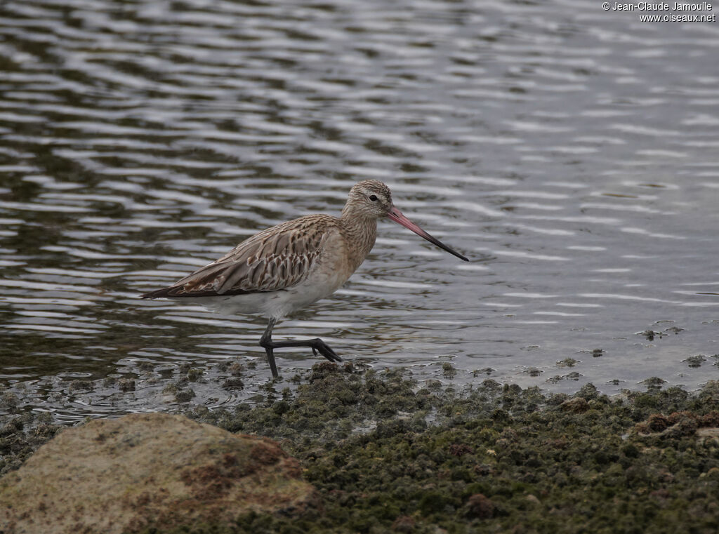 Barge rousse, pêche/chasse