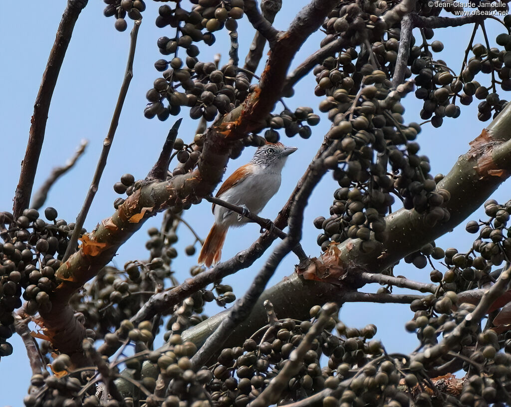 Batara rayé femelle