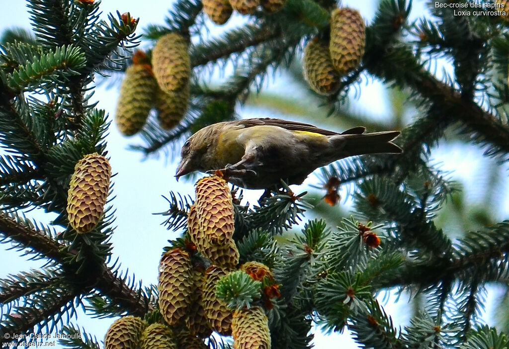 Bec-croisé des sapins femelle, régime