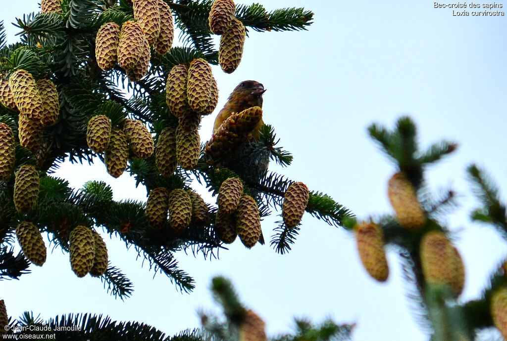 Bec-croisé des sapins mâle, régime