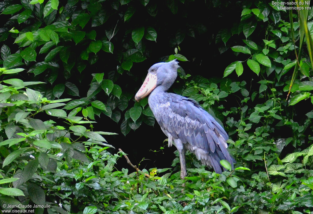 Bec-en-sabot du Nil, identification