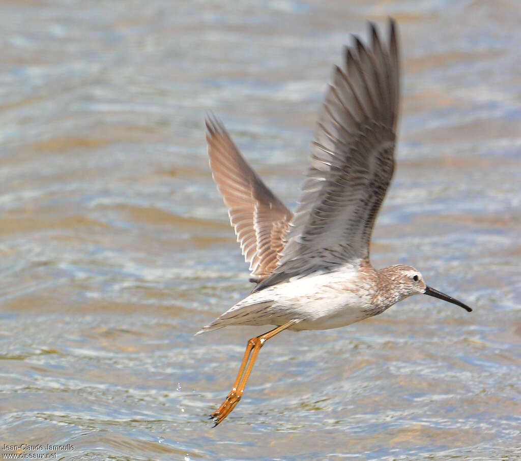 Stilt Sandpiper, Flight