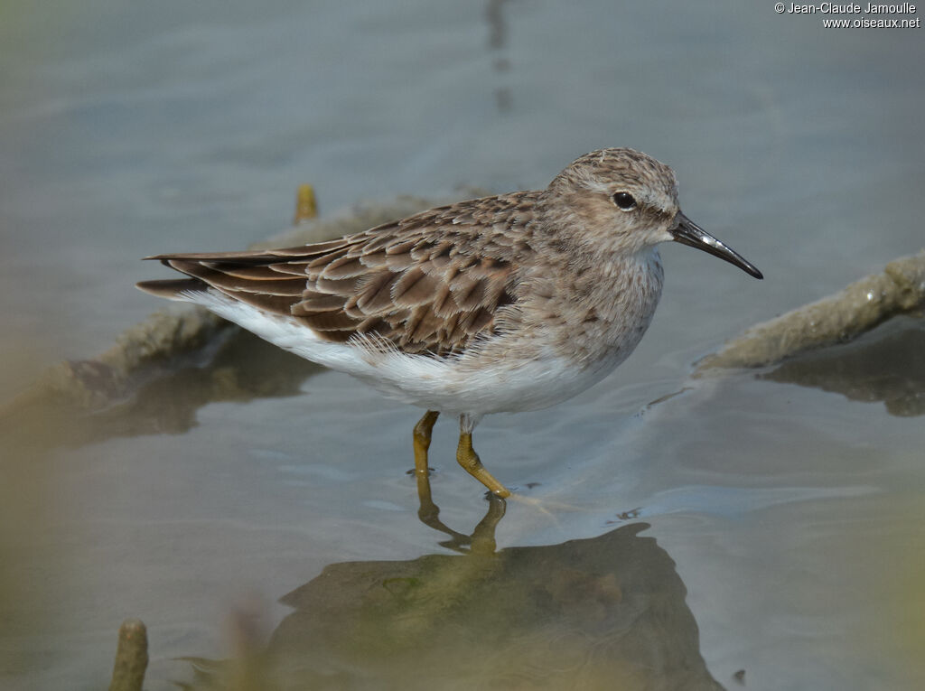 Least Sandpiperadult, identification, aspect, Flight, eats