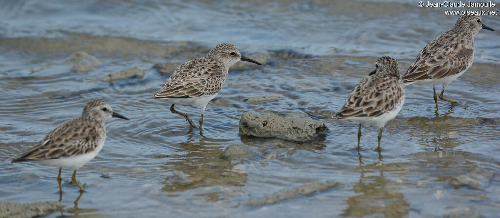 Least Sandpiperadult, identification, aspect, swimming, walking, fishing/hunting