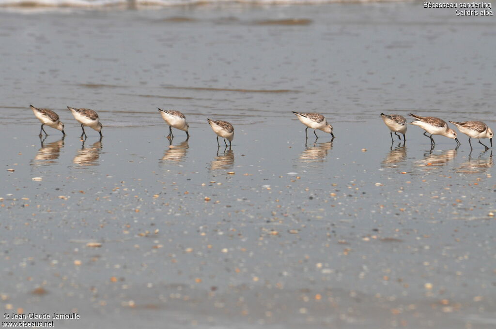 Sanderling, Behaviour