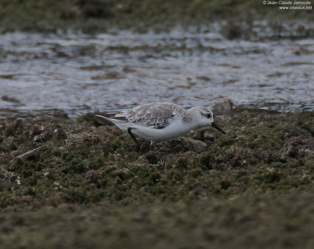 Bécasseau sanderling, mange