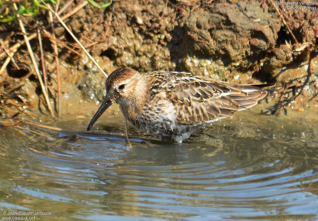 Bécasseau variable, régime