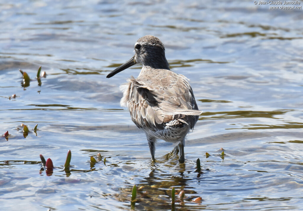 Short-billed Dowitcher