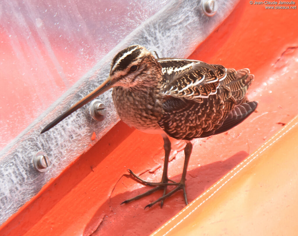 Common Snipe