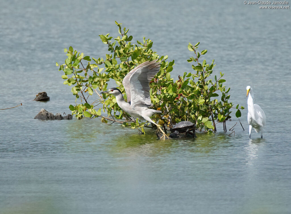 Bihoreau grisadulte, Vol