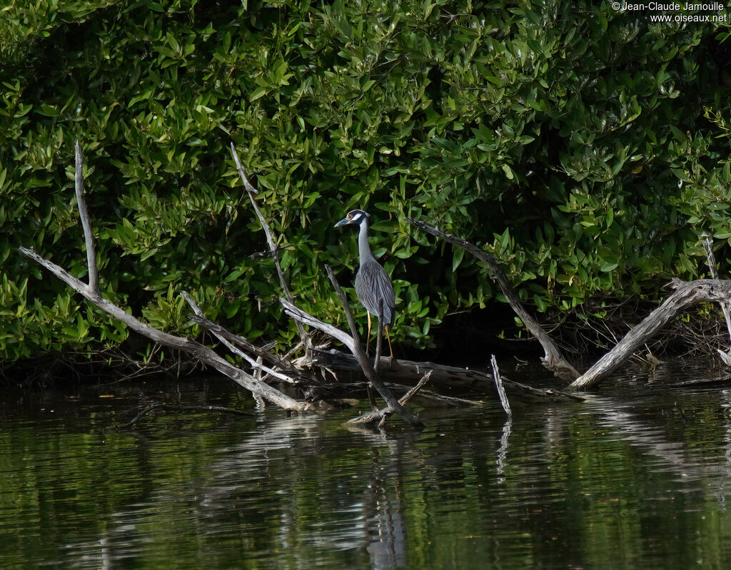 Bihoreau violacéadulte