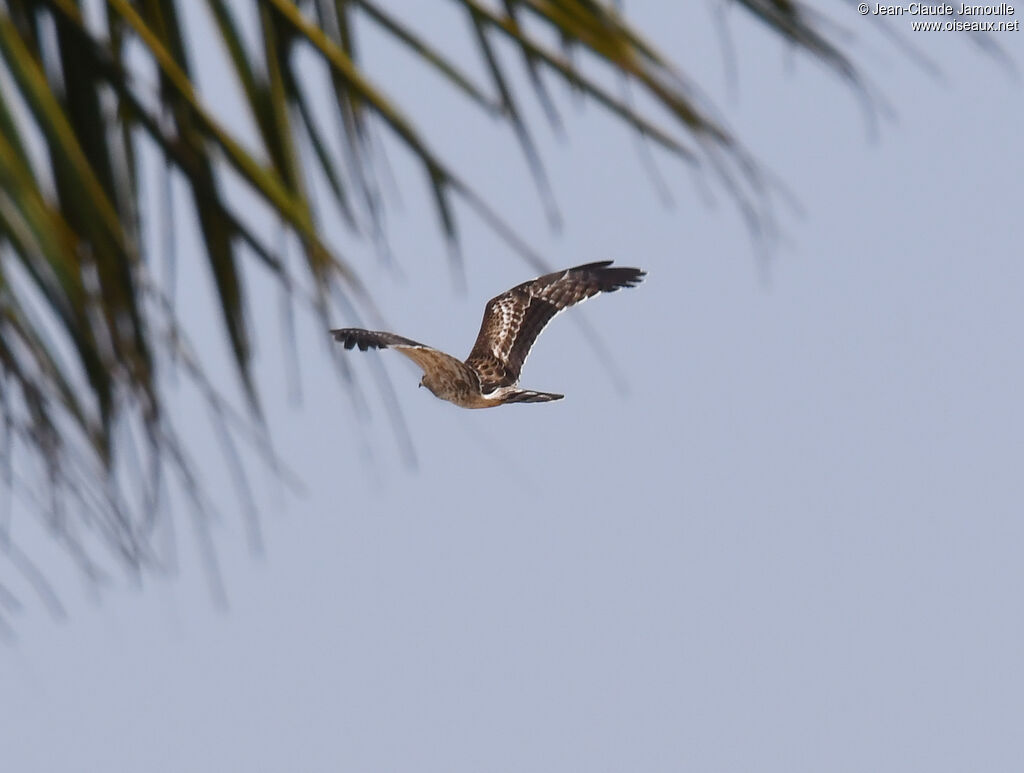 Crested Honey Buzzardimmature