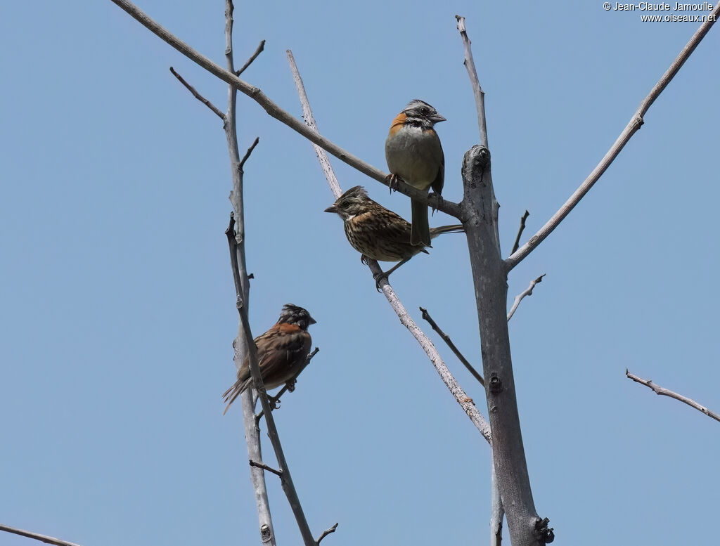 Bruant chingolo mâle