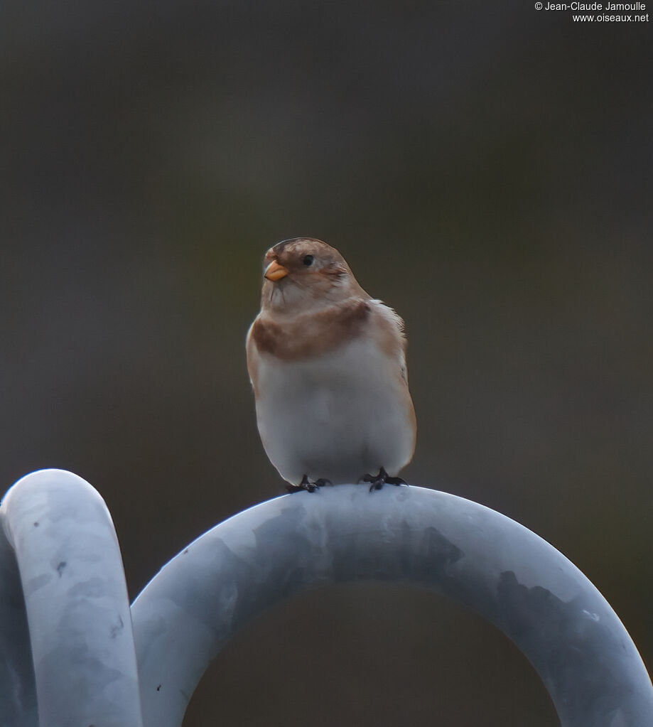 Bruant des neiges femelle adulte