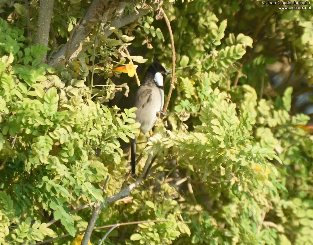 Bulbul à oreillons blancs