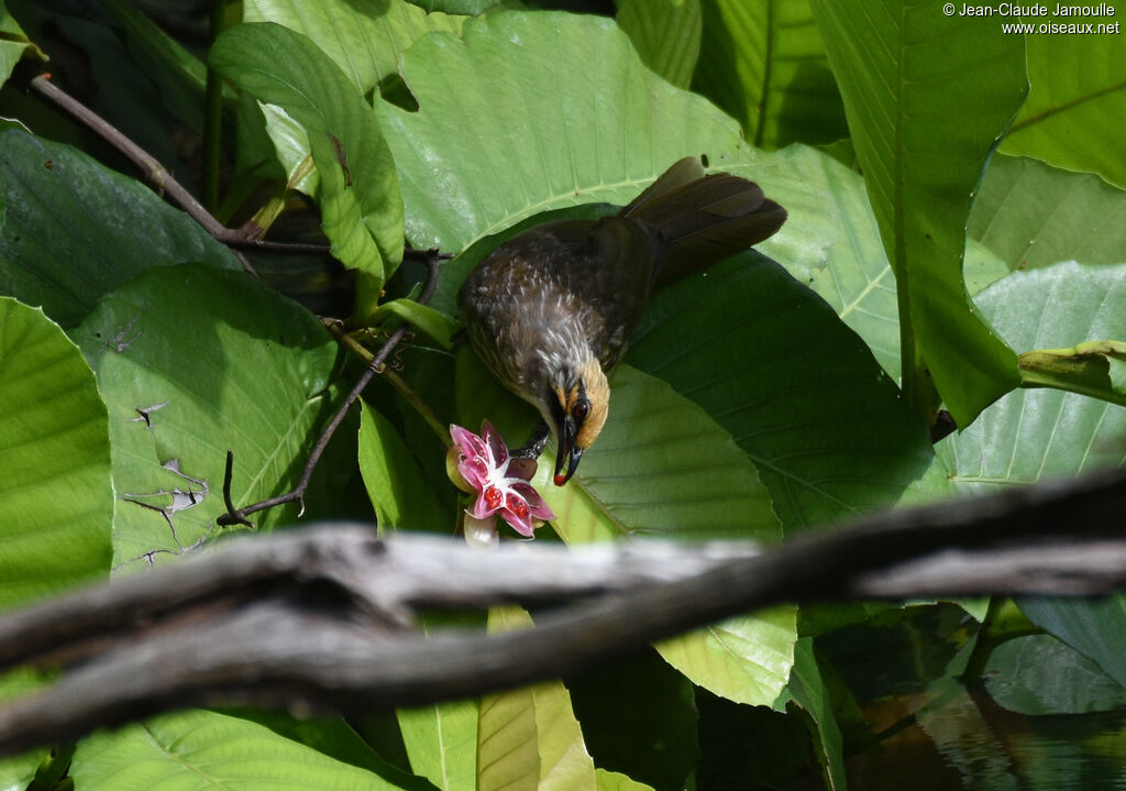 Bulbul à tête jaune, régime