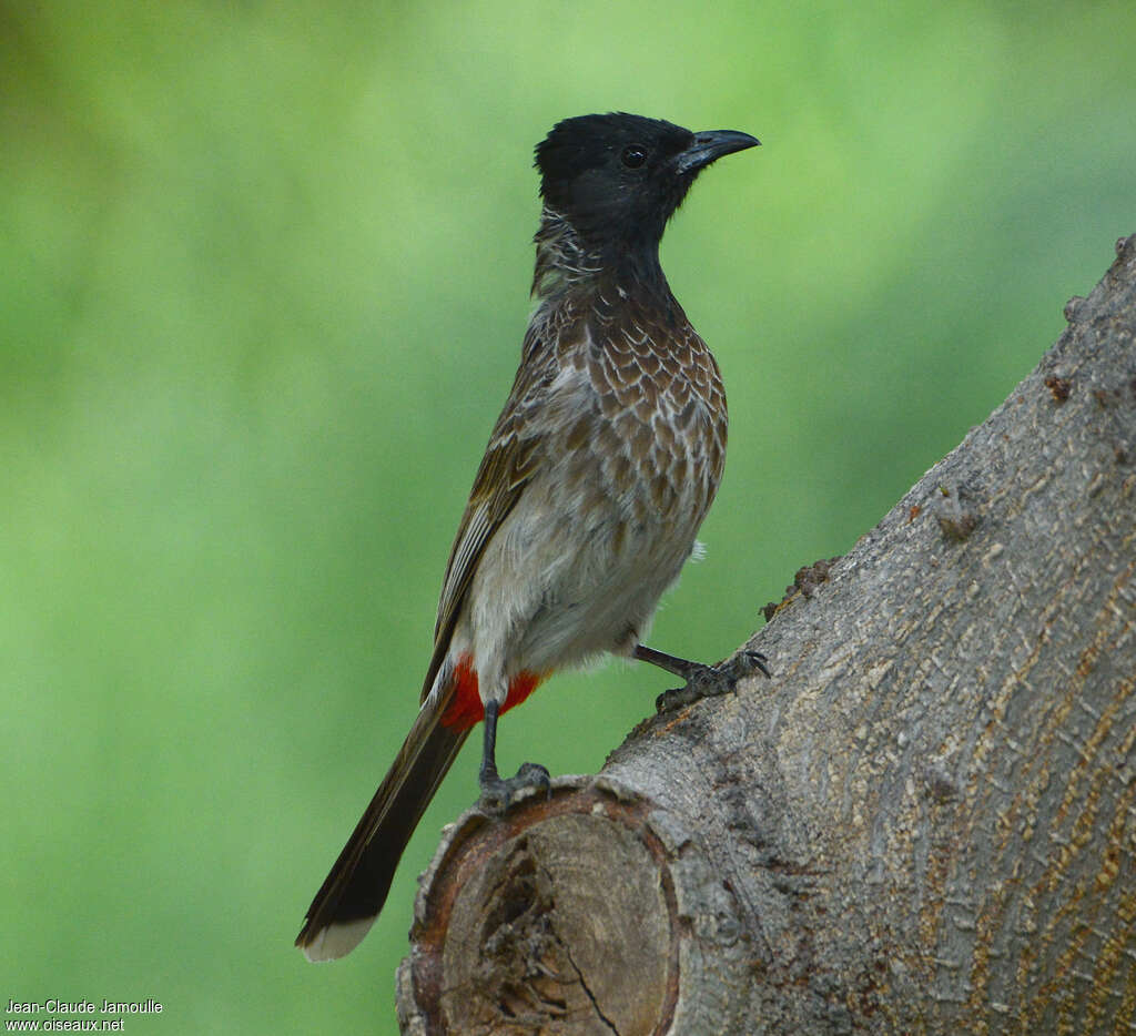 Red-vented Bulbuladult, identification