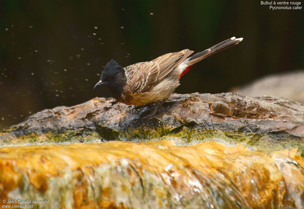 Red-vented Bulbul, Behaviour