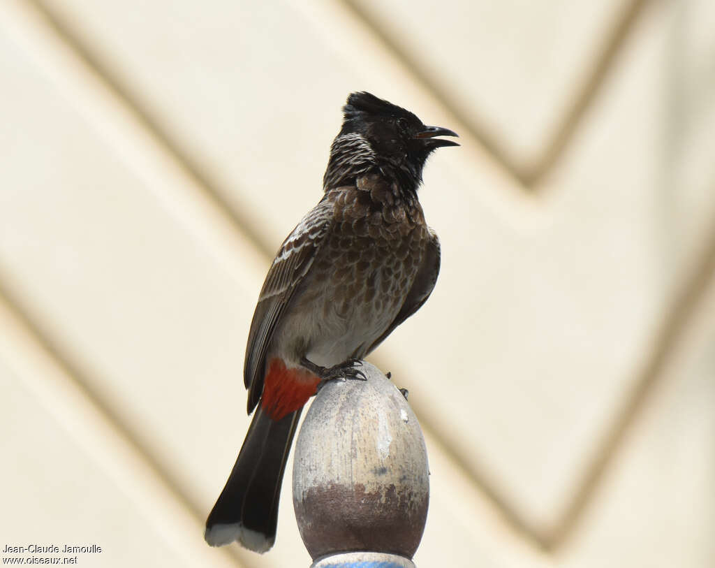 Red-vented Bulbuladult, song