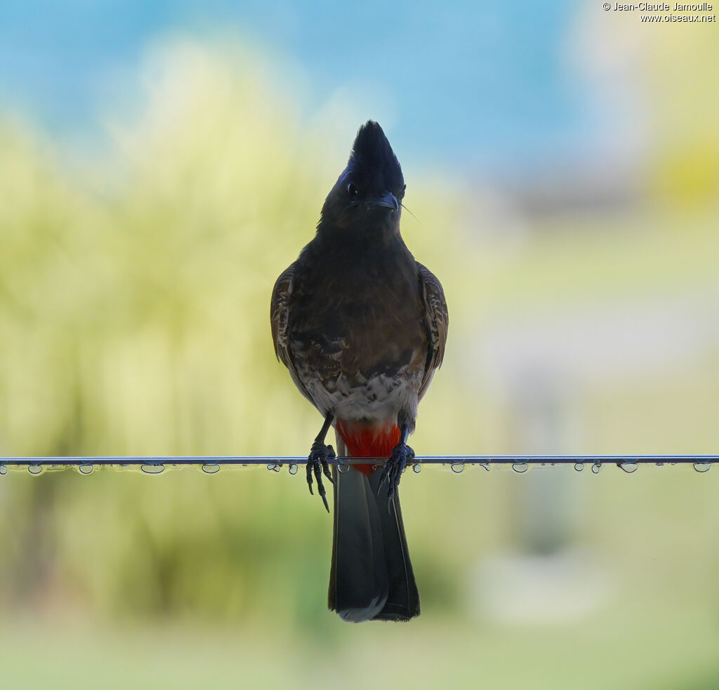 Bulbul à ventre rougeadulte