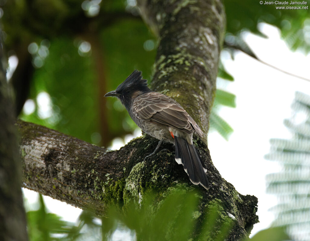 Bulbul à ventre rougeadulte