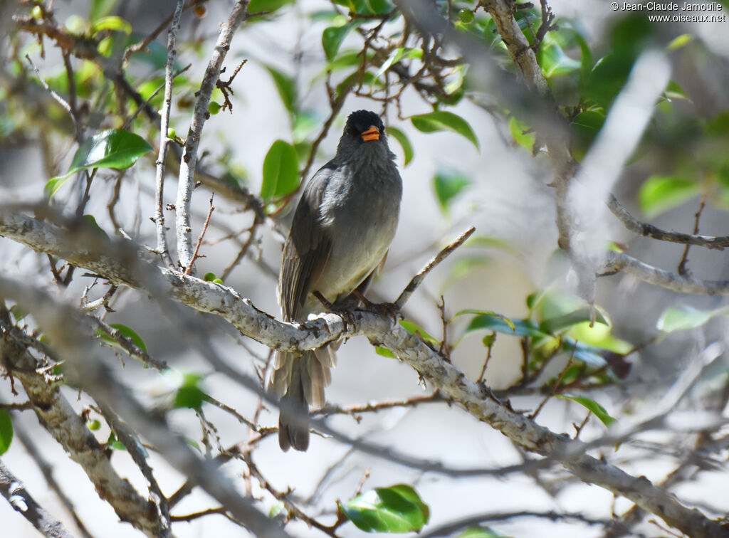 Malagasy Bulbul