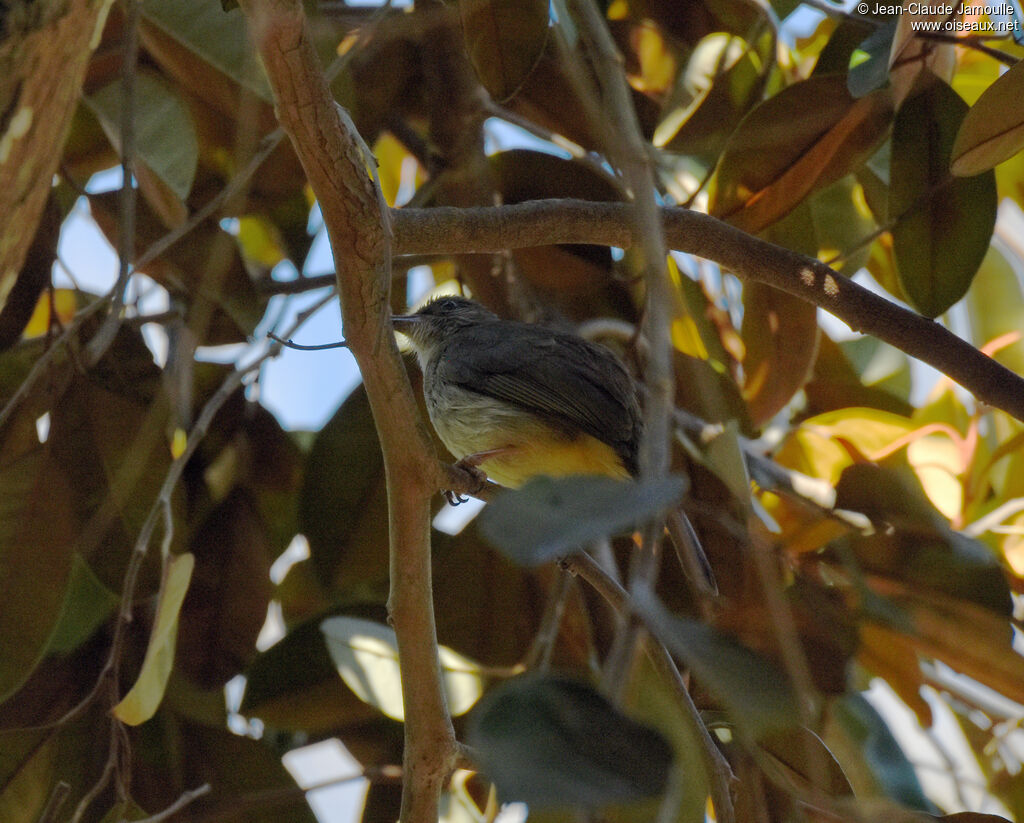 Bulbul de Palawanadulte