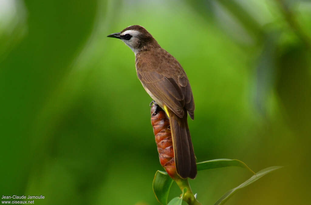Bulbul goiavieradulte