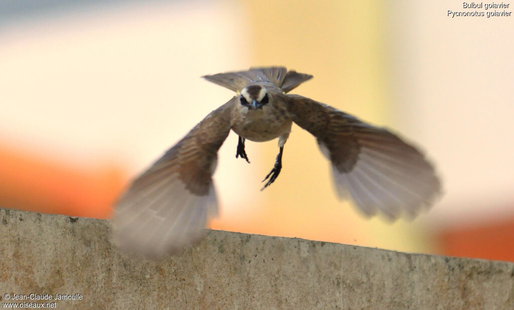 Bulbul goiavier, Vol