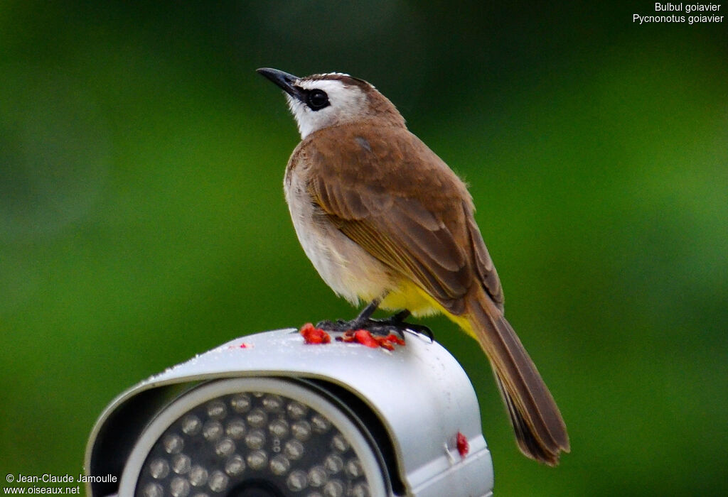 Bulbul goiavier, régime, Comportement