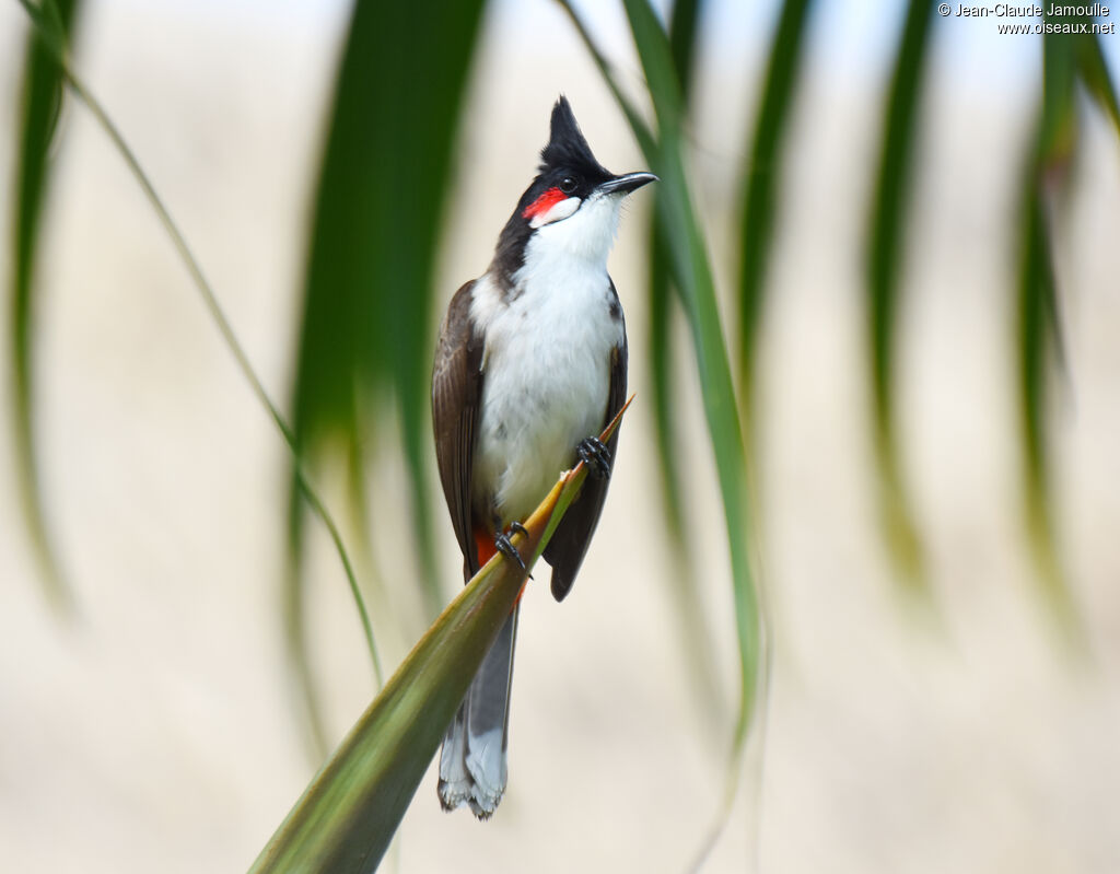 Bulbul orphée