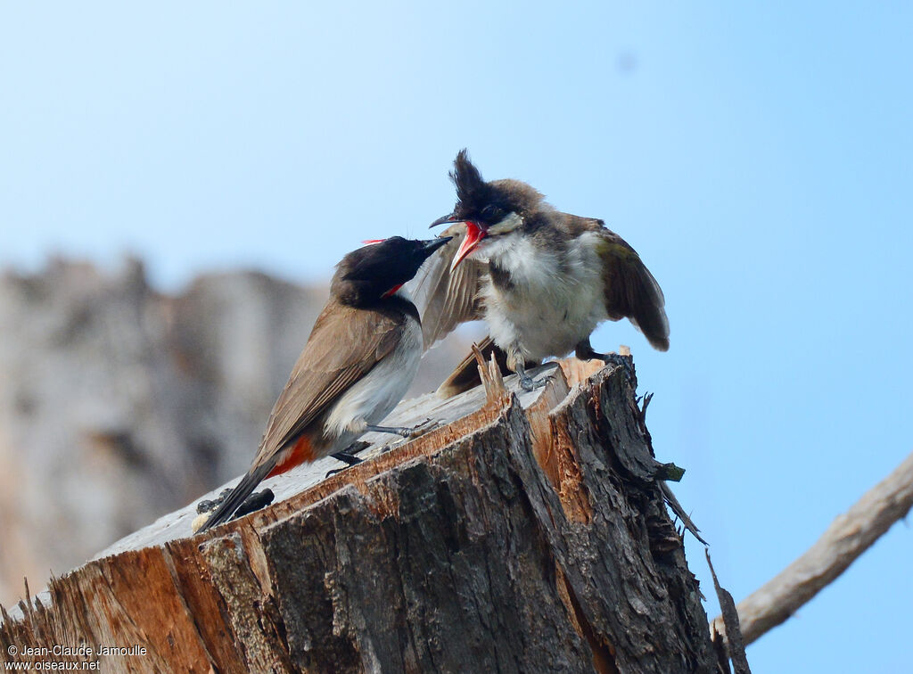 Bulbul orphée, Comportement
